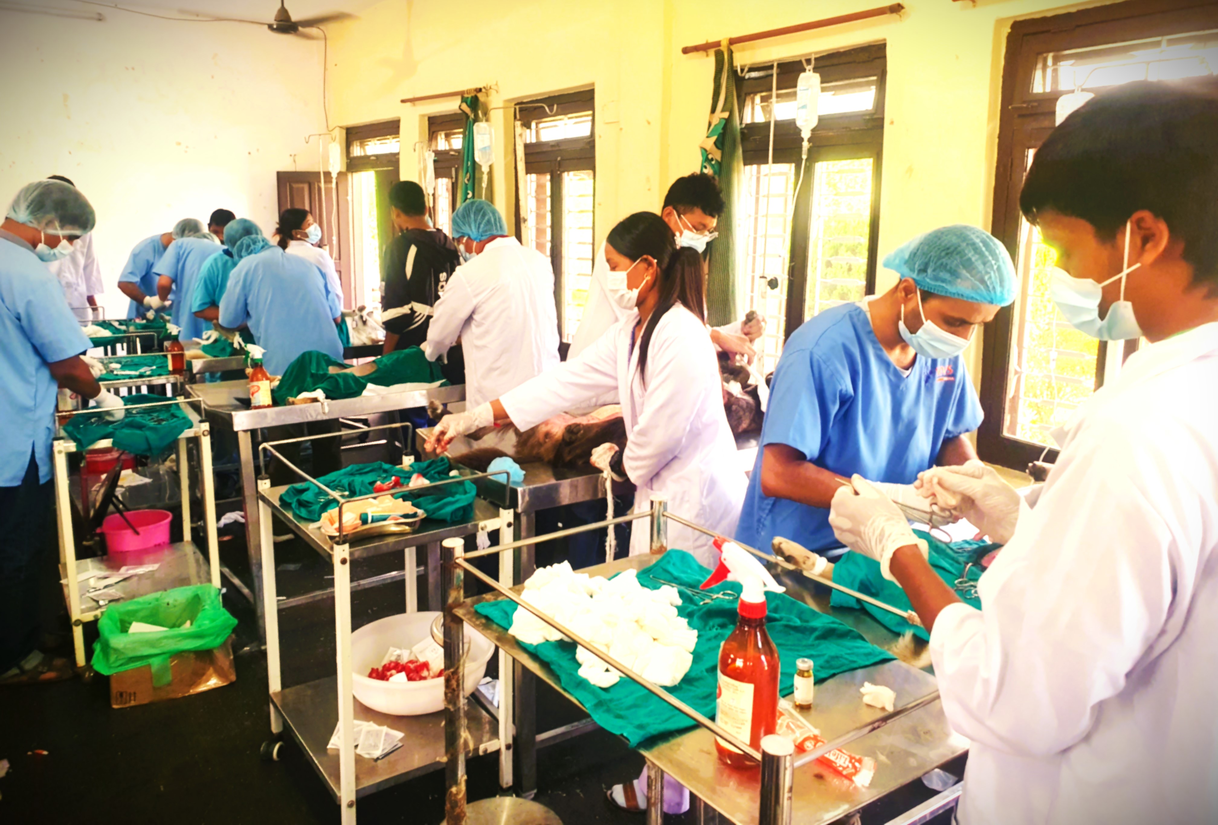 Slider Image: रेबिज नियन्त्रण कार्यक्रम